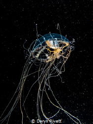 Jellyfish with symbiotic fish inside, taken on a Blackwat... by Daryll Rivett 